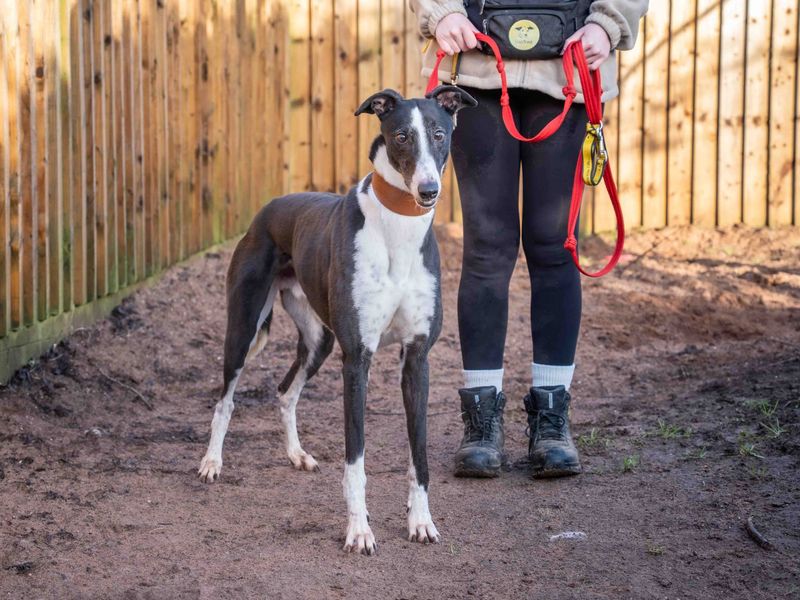 Greyhound for adoption in Wymeswold, Leicestershire – 5 years old - Image 4 of 4