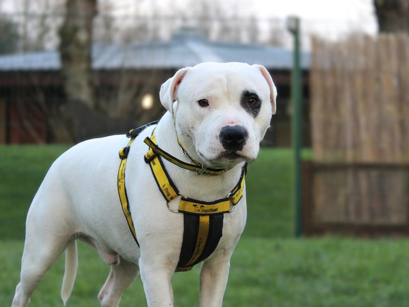 Staffordshire Bull Terrier for adoption in Liverpool, Merseyside – 3 years old - Image 2 of 3