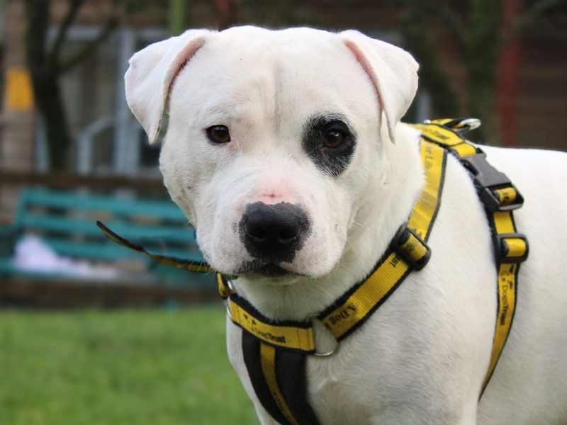 Staffordshire Bull Terrier for adoption in Liverpool, Merseyside – 3 years old - Image 3 of 3