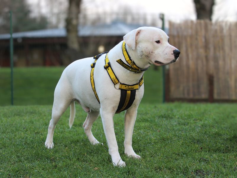 Staffordshire Bull Terrier Dogs And Puppies For Adoption