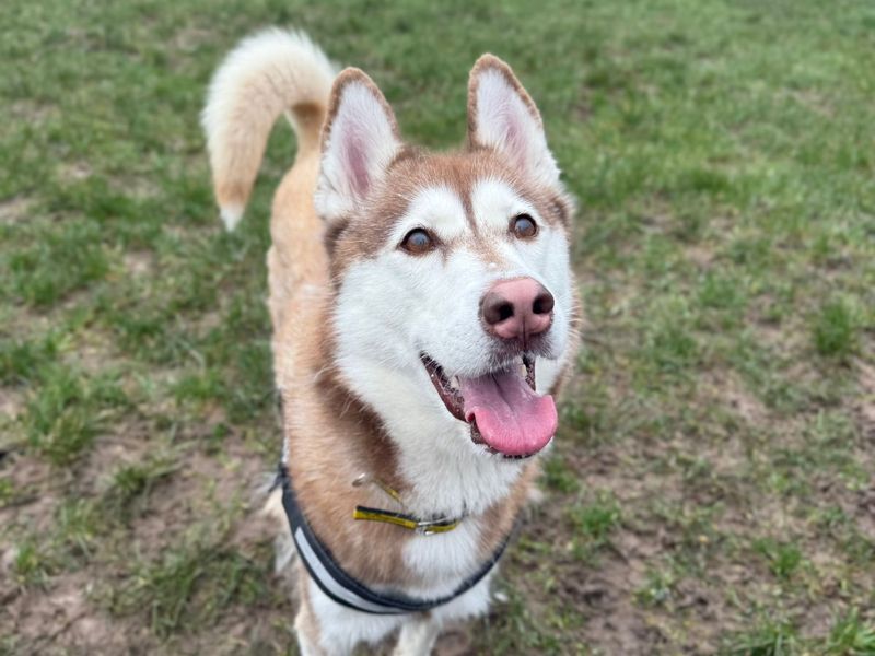 Siberian Husky Dogs And Puppies For Adoption