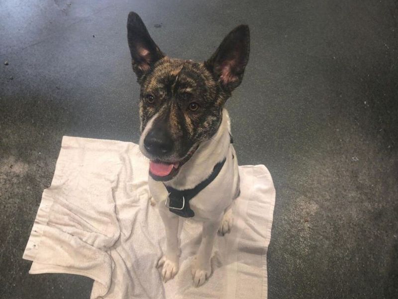 Border Collie for adoption in Newbury, Berks – 1 year old