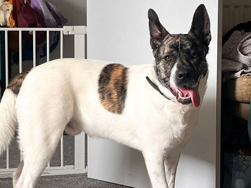 Hugo | Akita Cross | Newbury (Berkshire) - 1