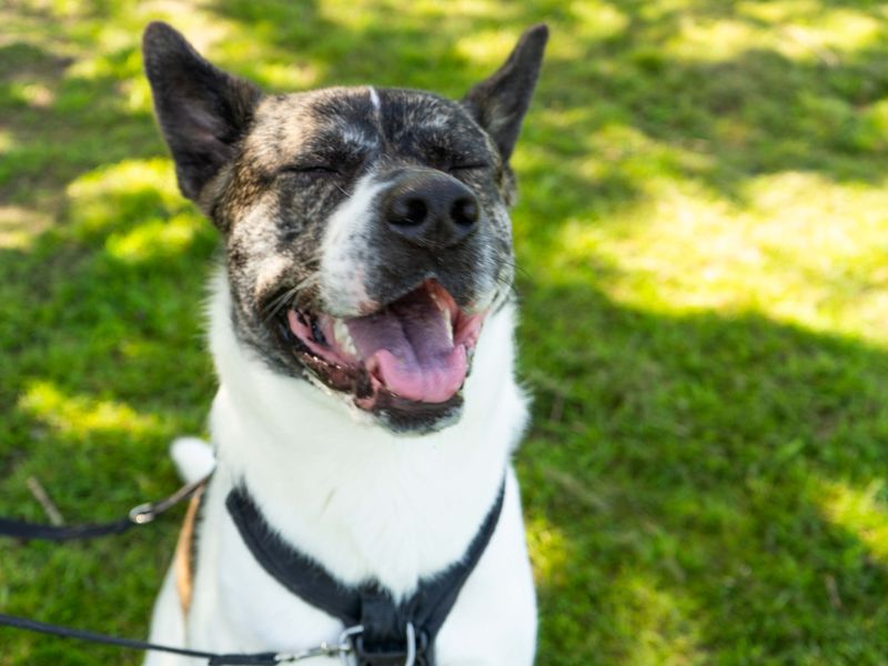 undefined | Akita Cross | undefined - 4