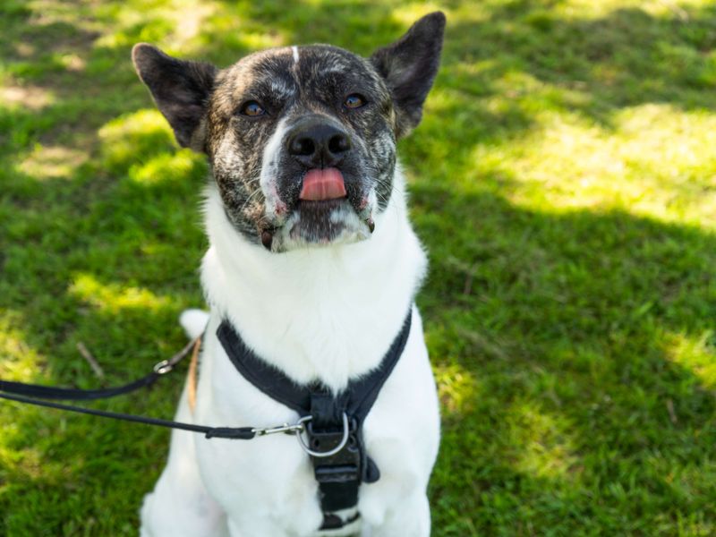 undefined | Akita Cross | undefined - 2
