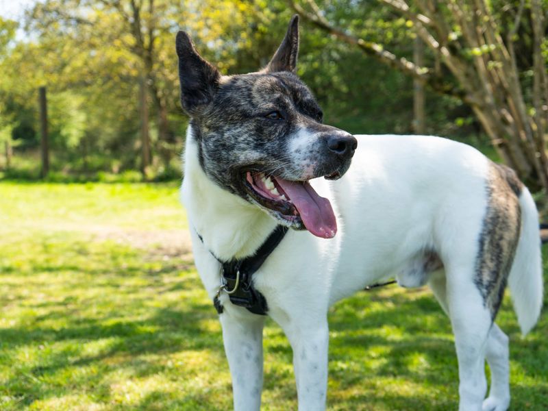 undefined | Akita Cross | undefined - 6