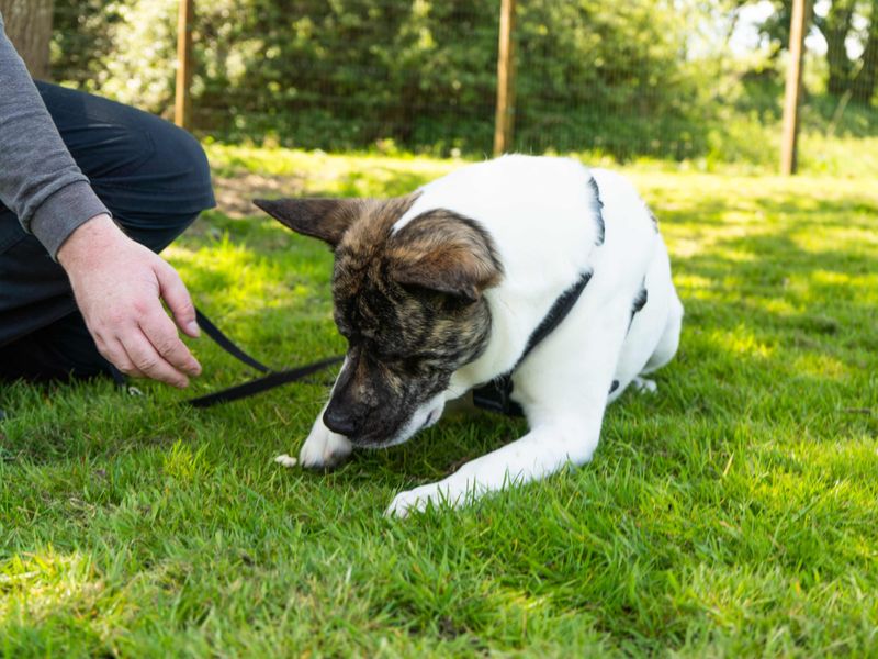 undefined | Akita Cross | undefined - 8