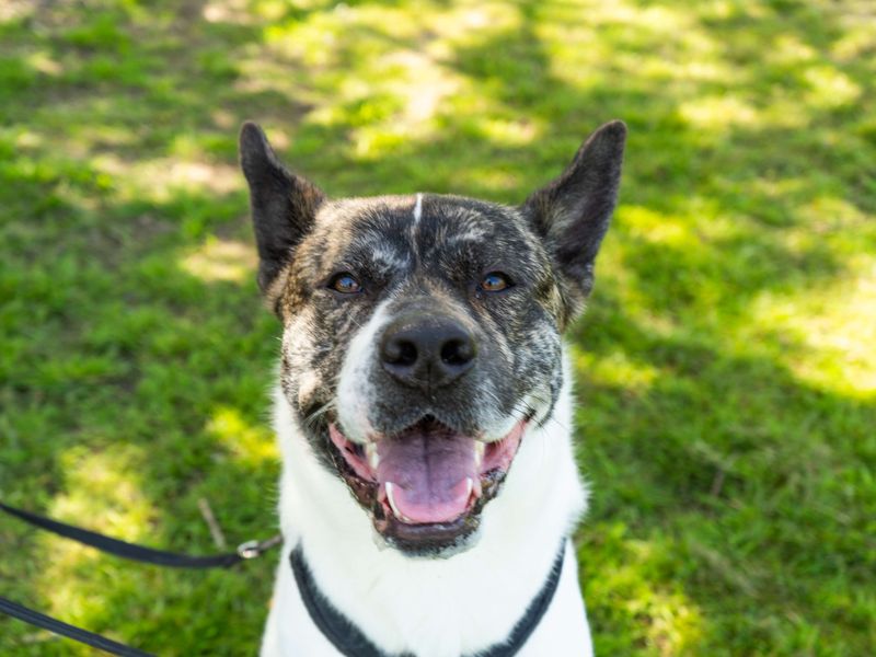 undefined | Akita Cross | undefined - 7