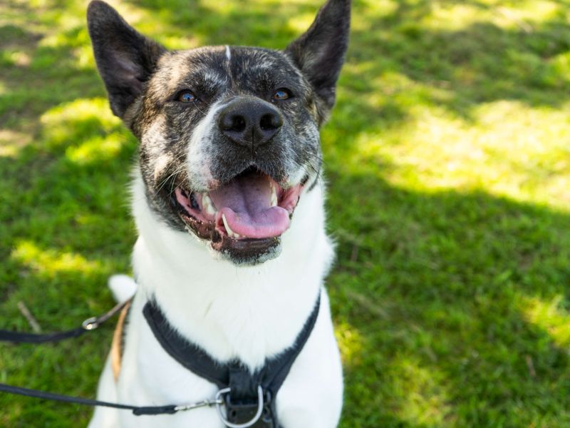 Hugo | Akita Cross | Newbury (Berkshire) - 1