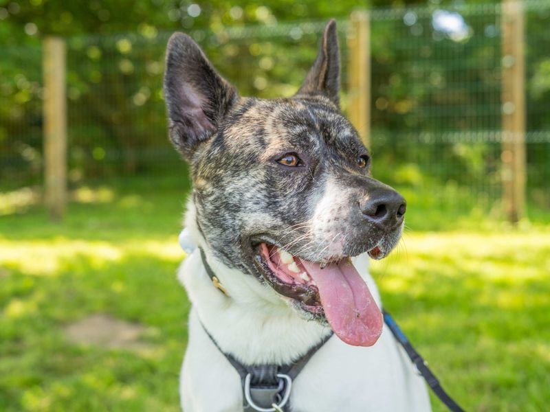 undefined | Akita Cross | undefined - 2