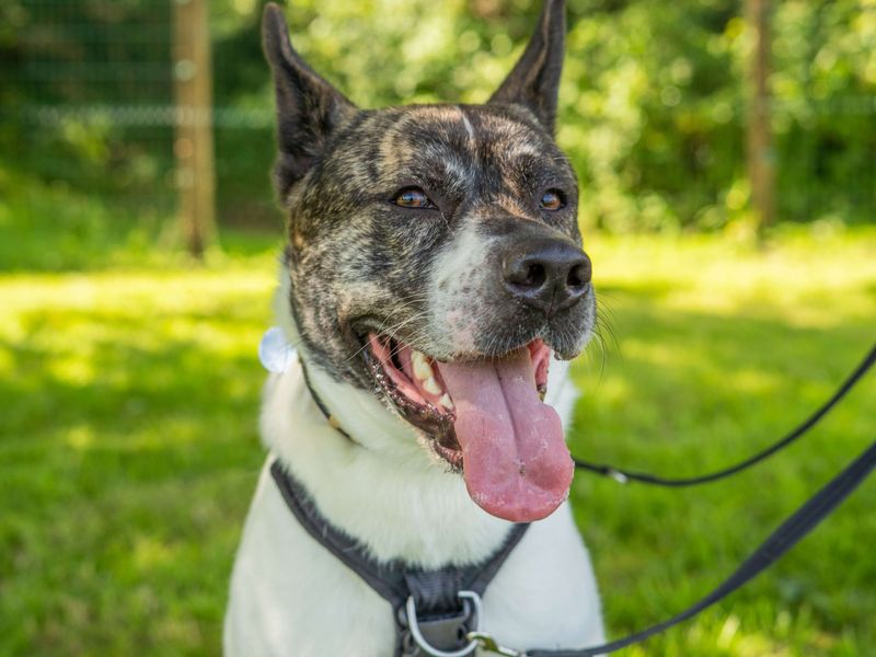 undefined | Akita Cross | undefined - 1