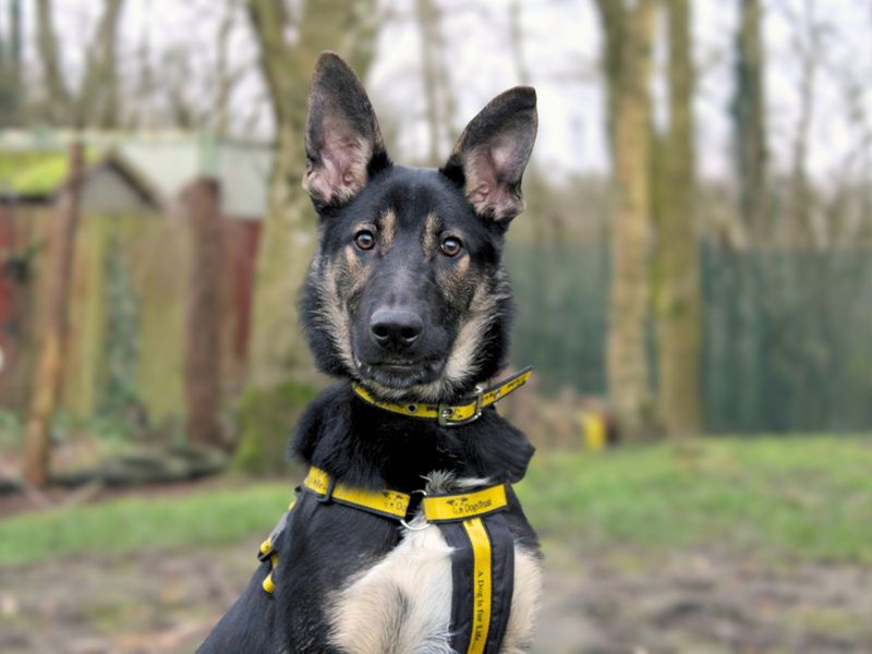 Bailey - Image 3 of 3