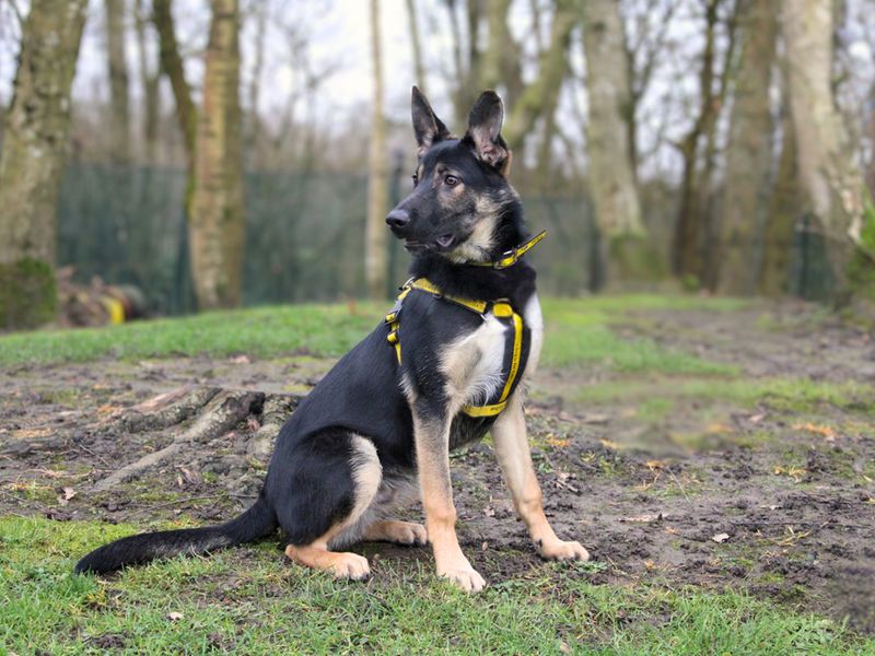 Bailey - Image 2 of 3