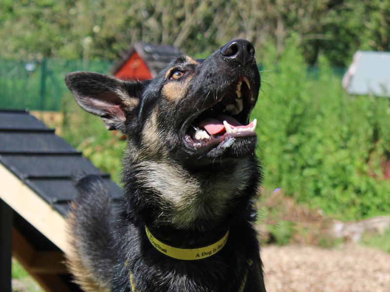 undefined | German Shepherd Dog Cross | undefined - 3