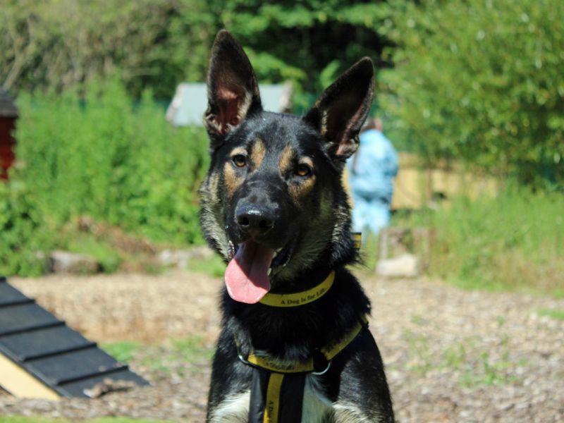 undefined | German Shepherd Dog Cross | undefined - 1