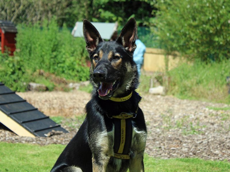 undefined | German Shepherd Dog Cross | undefined - 2