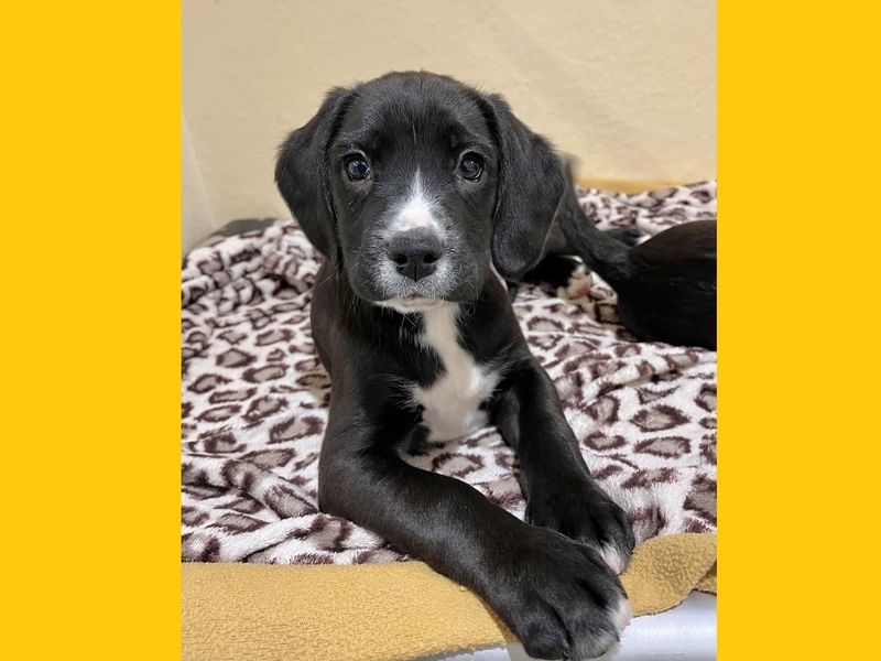 Border Collie Dogs And Puppies For Adoption