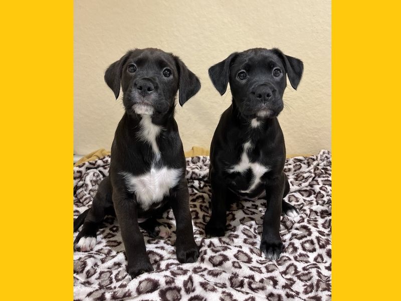 Border Collie for adoption in Ballymena, County Antrim – 3 months old - Image 3 of 4