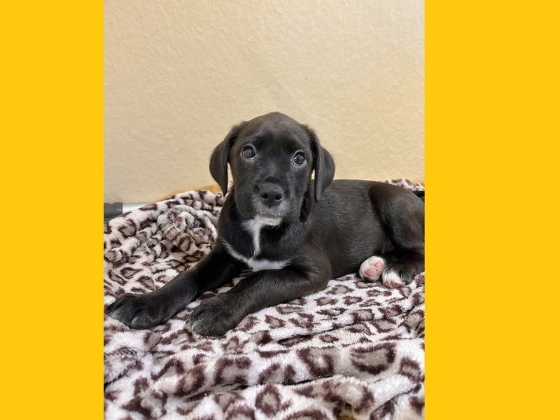 Border Collie for adoption in Ballymena, County Antrim – 3 months old - Image 4 of 4