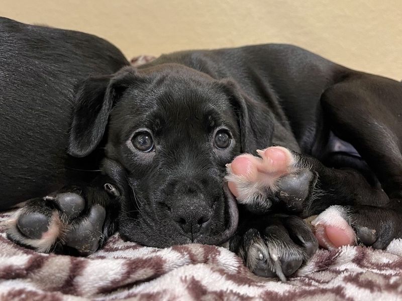 Boxer for adoption in Ballymena, County Antrim – 3 months old - Image 3 of 4