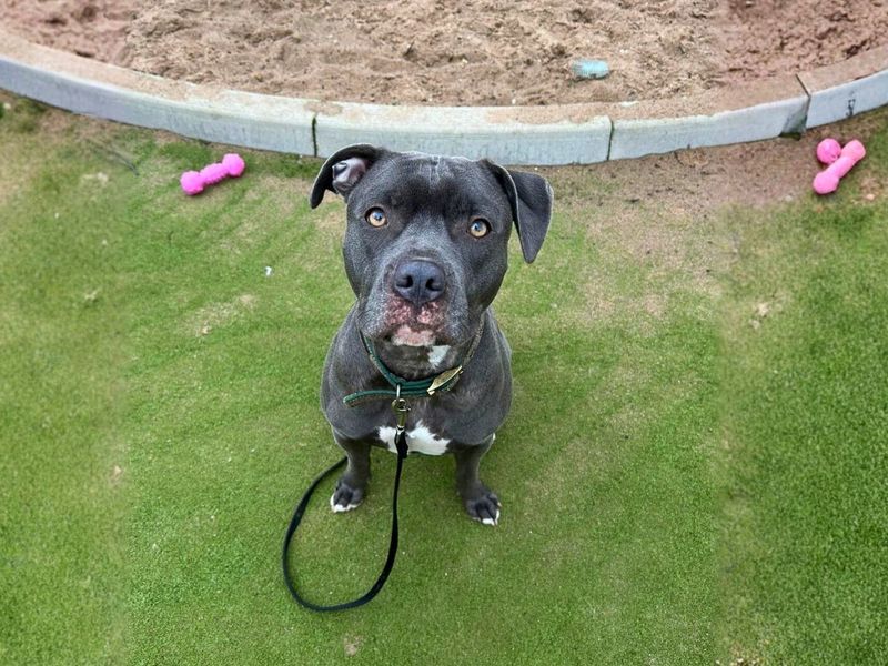 Poppy - Image 2 of 5