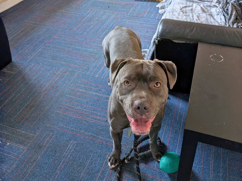 Staffordshire Bull Terrier Dogs And Puppies For Adoption