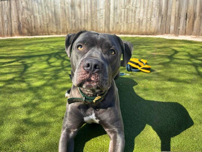 Poppy - Image 3 of 5