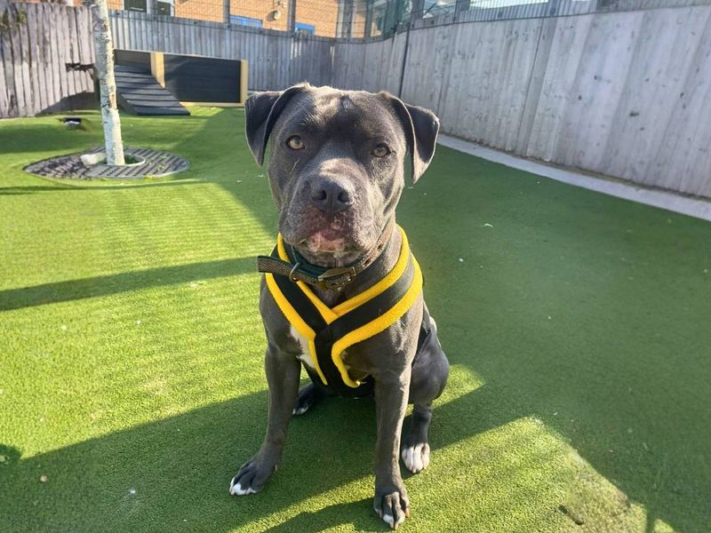 Poppy - Image 4 of 5