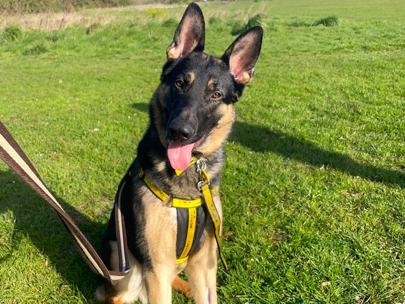 German Shepherd Dogs And Puppies For Adoption