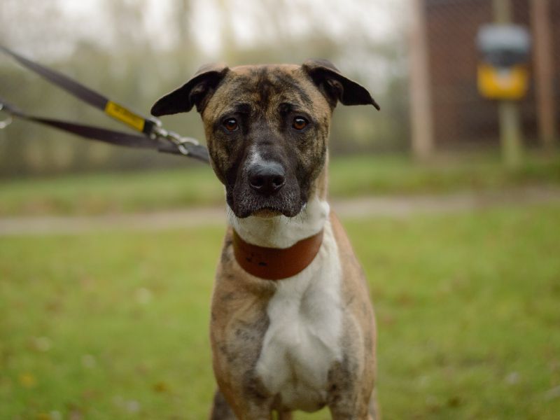 Ella | Lurcher Cross | Kenilworth (West Midlands) - 1