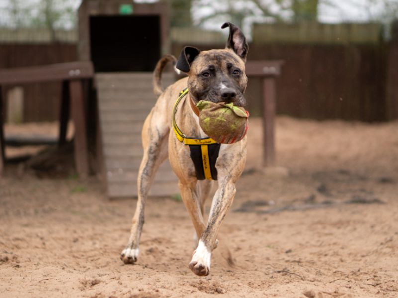 undefined | Lurcher Cross | undefined - 2