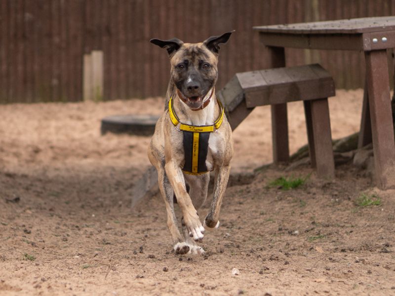 undefined | Lurcher Cross | undefined - 4
