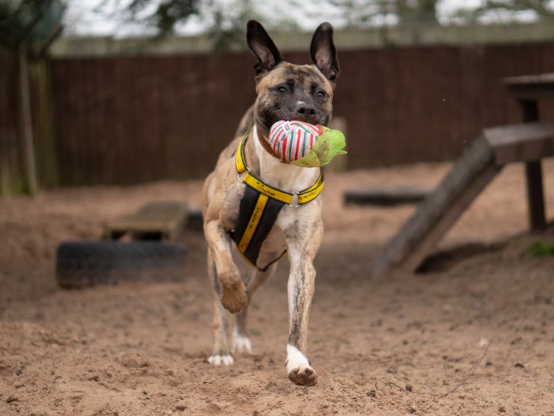 undefined | Lurcher Cross | undefined - 7