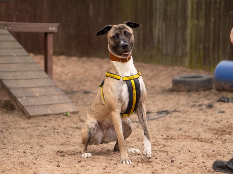 undefined | Lurcher Cross | undefined - 6