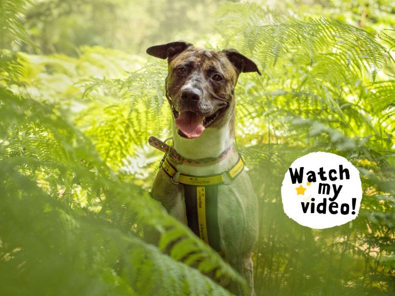 Ella | Lurcher Cross | Kenilworth (West Midlands) - 9