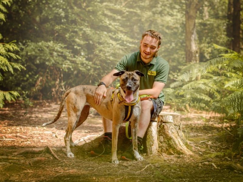 Ella | Lurcher Cross | Kenilworth (West Midlands) - 7