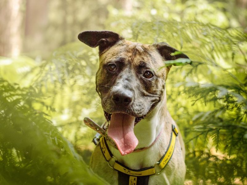 Ella | Lurcher Cross | Kenilworth (West Midlands) - 5