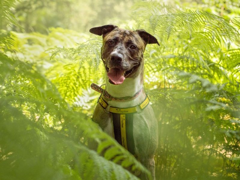 Ella | Lurcher Cross | Kenilworth (West Midlands) - 6