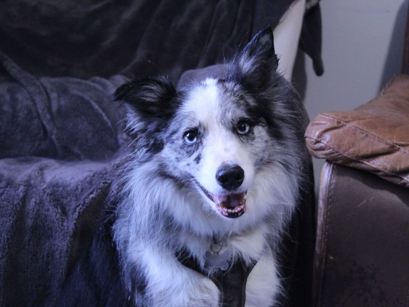 Border Collie Dogs And Puppies For Adoption