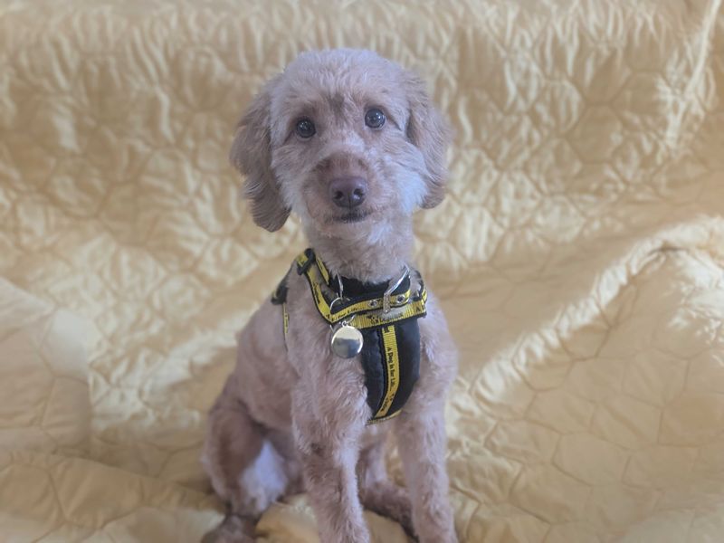 Cocker Spaniel Dogs And Puppies For Adoption