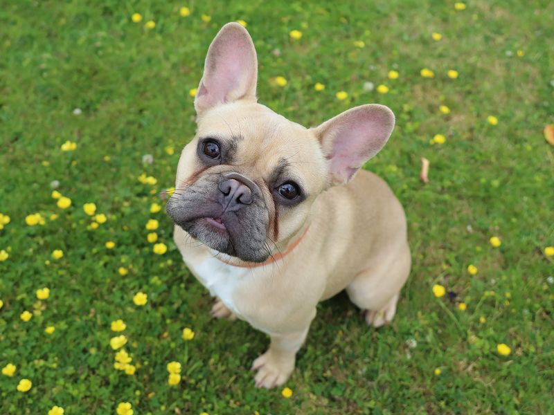 French Bulldog Dogs And Puppies For Adoption