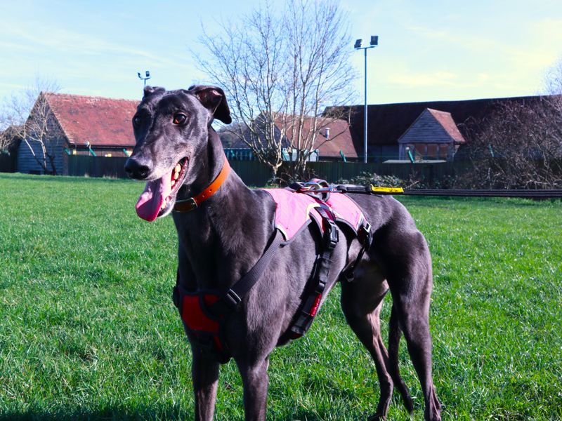 Eric, a 6 years old male Greyhound available for adoption from Dogs Trust in Harefield, Greater London