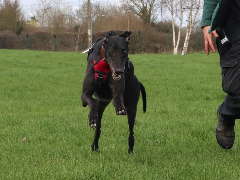 Eric | Greyhound | Harefield West London - 1