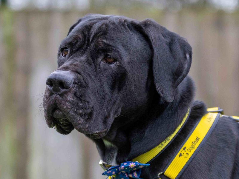 Cane Corso Dogs And Puppies For Adoption