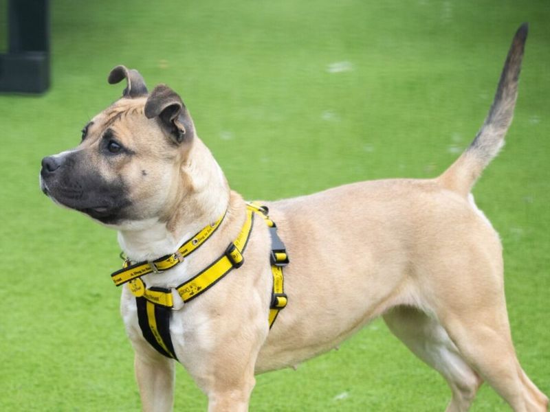 Staffordshire Bull Terrier for adoption in Wymeswold, Leicestershire – 1 year old