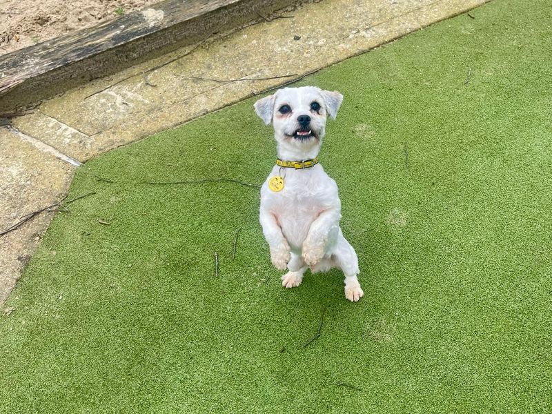 Shih Tzu Dogs And Puppies For Adoption