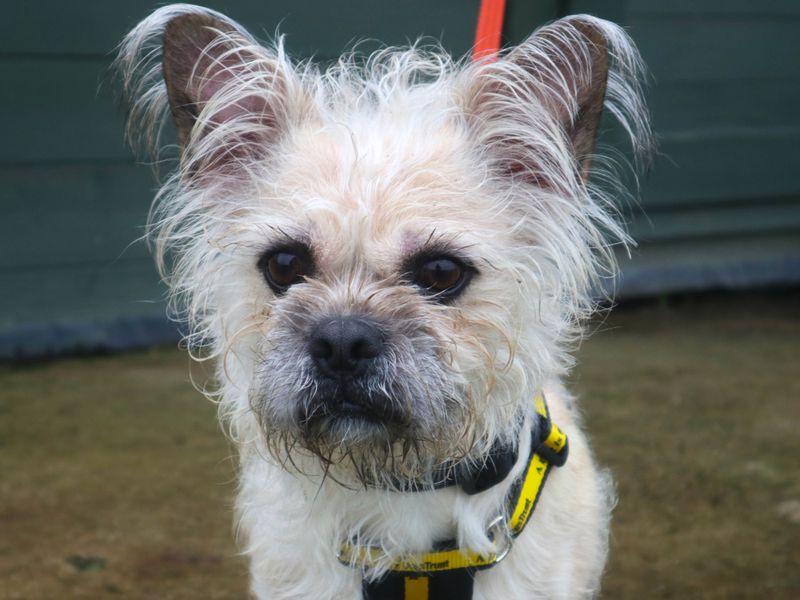 Rubble, a 4 years old male Shih Tzu available for adoption from Dogs Trust in Harefield, Greater London