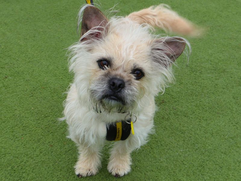 Rubble, a 4 years old male Shih Tzu available for adoption from Dogs Trust in Harefield, Greater London