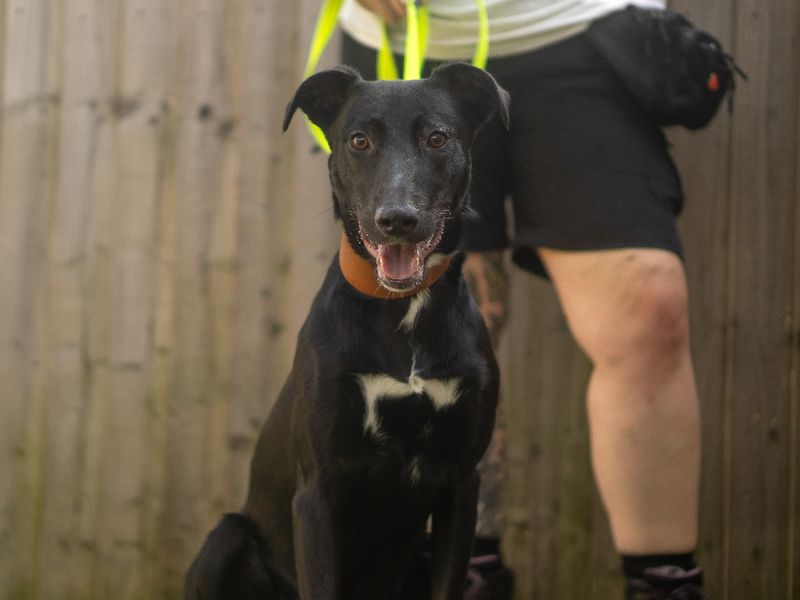 Ozzy | Lurcher | Kenilworth (West Midlands) - 6