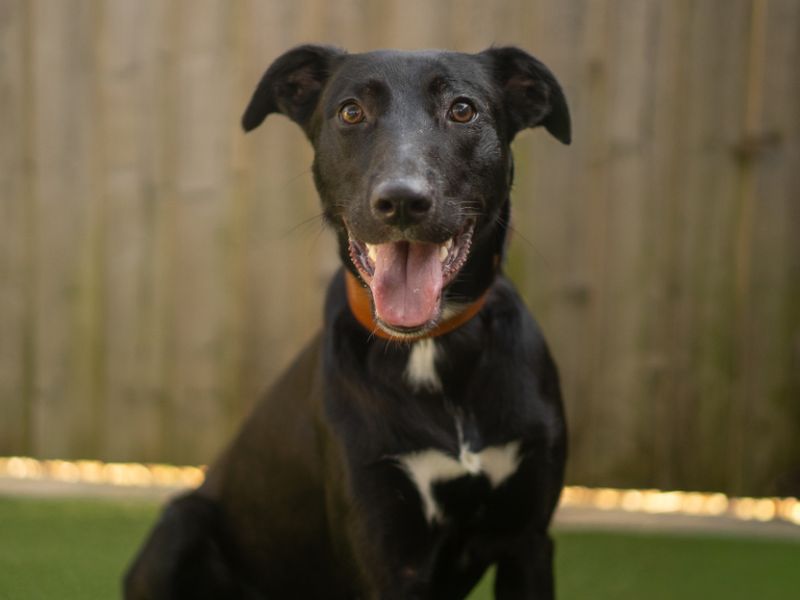 Ozzy | Lurcher | Kenilworth (West Midlands) - 3